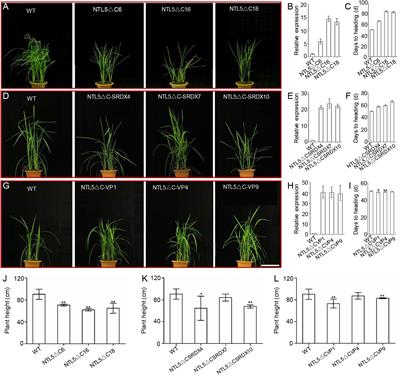 A Membrane-Bound NAC-Like Transcription Factor OsNTL5 Represses the Flowering in Oryza sativa